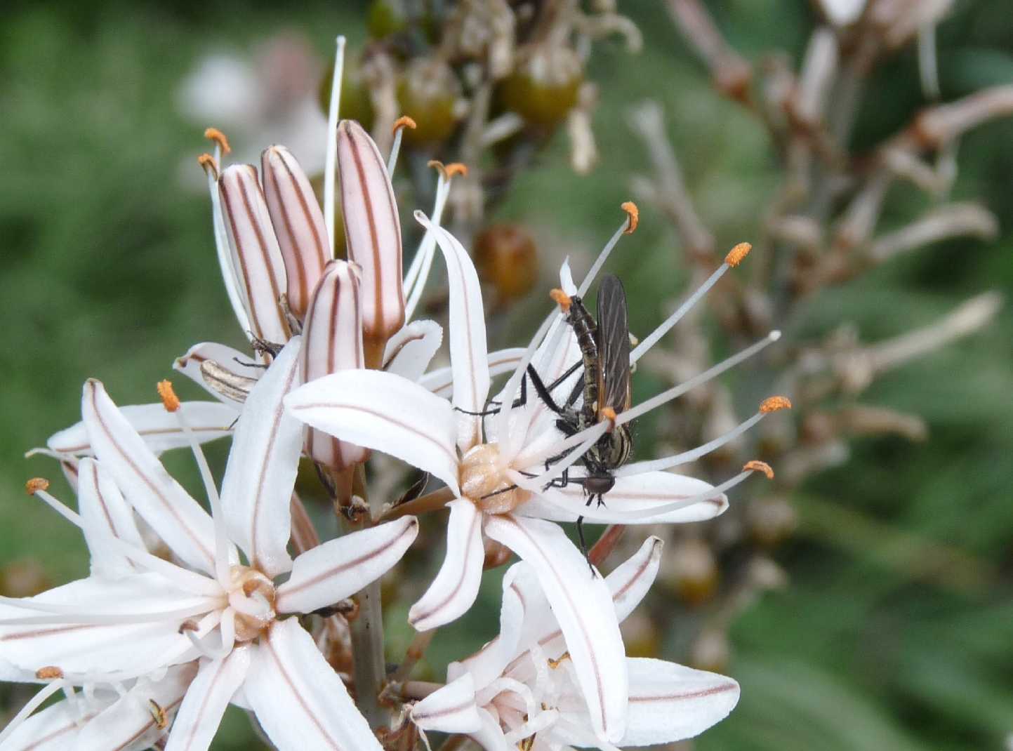 Pensavo fosse un Bibio marci...e invece...